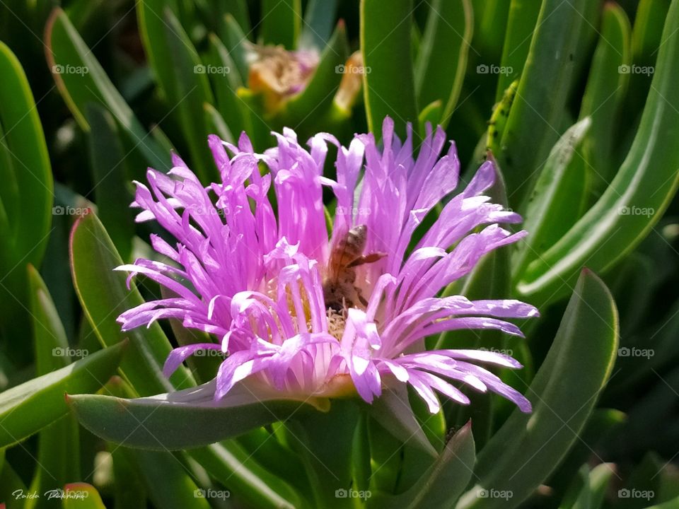 Abeja en flor