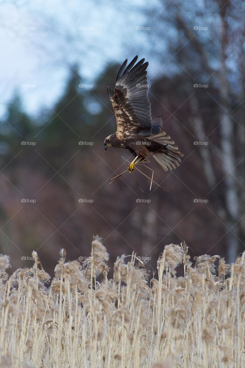 Female western marsh harrier landing to a nest behind reeds and carrying nest material at noon on an overcast spring day in Western Finland.