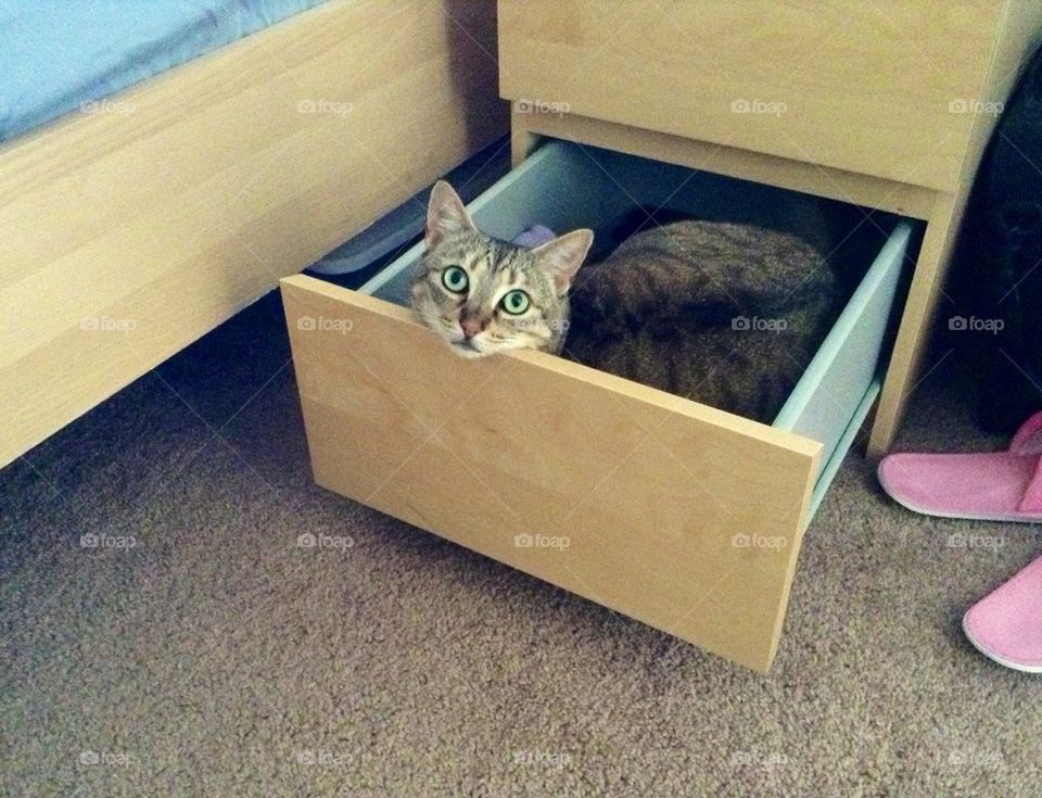 Cat in drawer