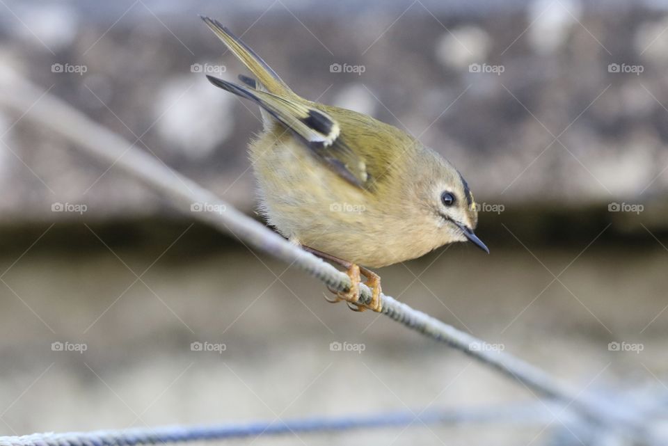 Goldcrest 