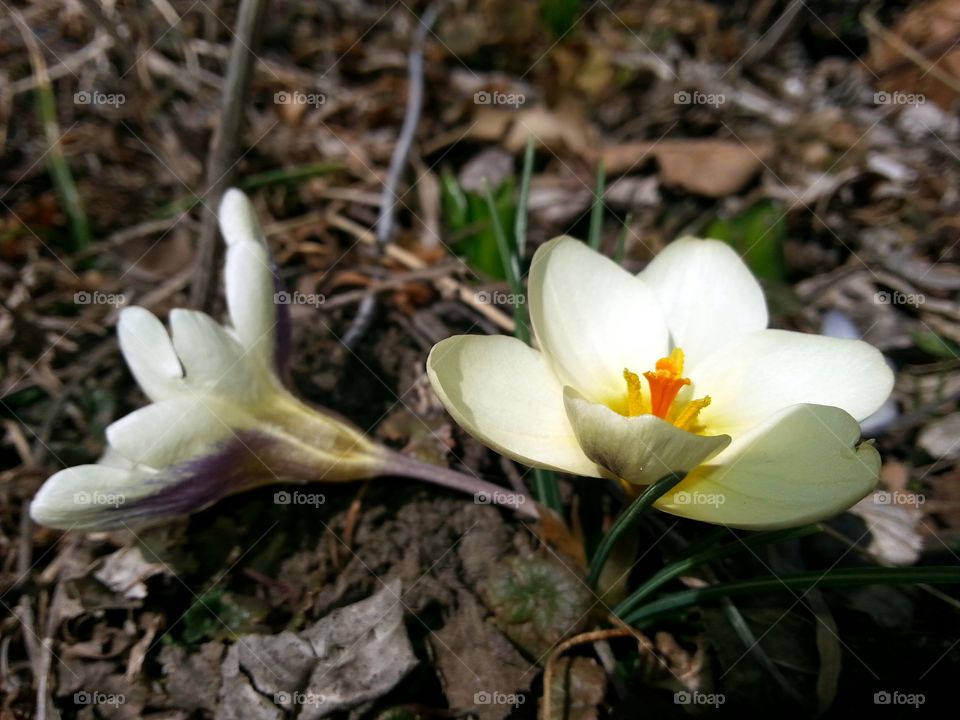 First Flowers of Spring. The first blooms of spring in our garden.