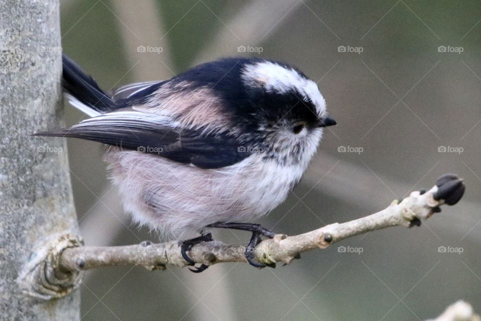 Long-tailed Tit
