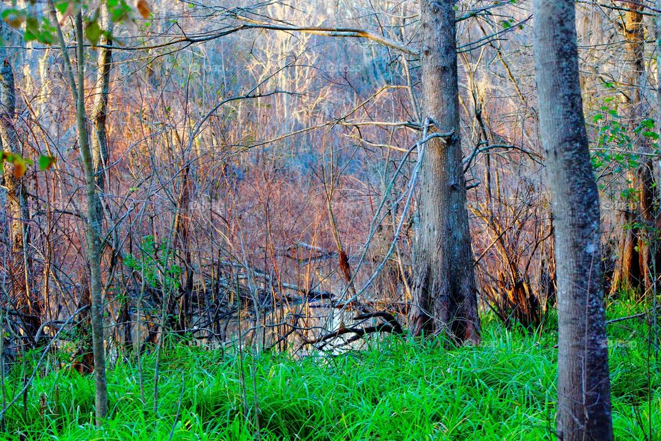 Grass amongst trees