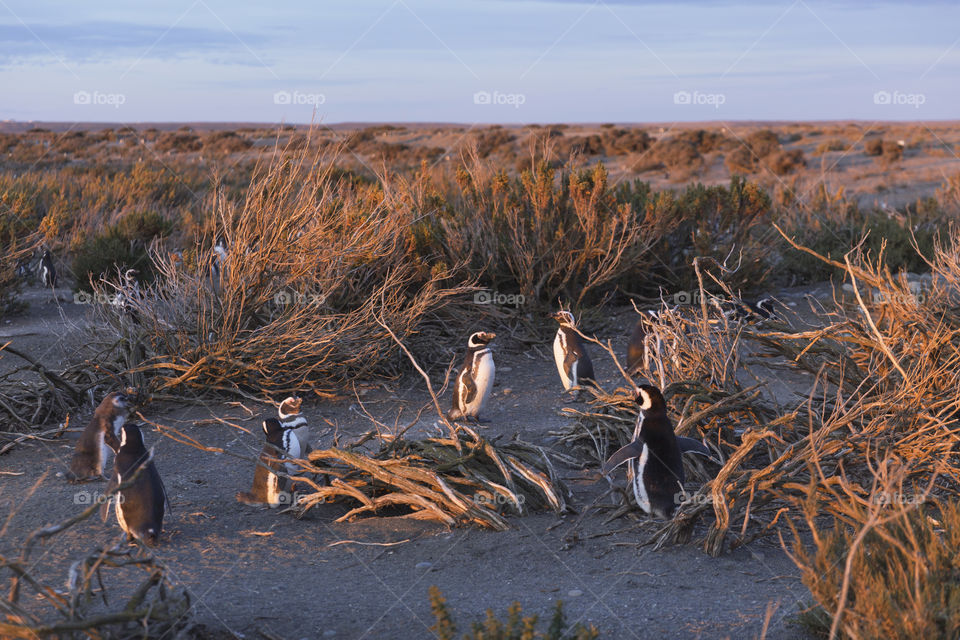 Pinguenera Faro Cabo Virgenes.