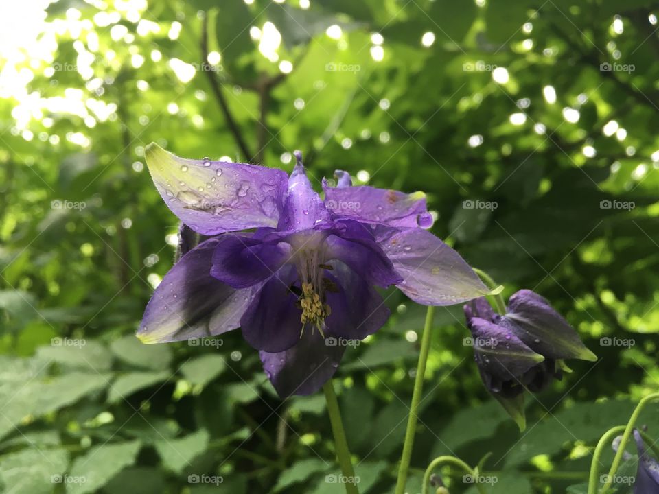 Aquilegia alpina 