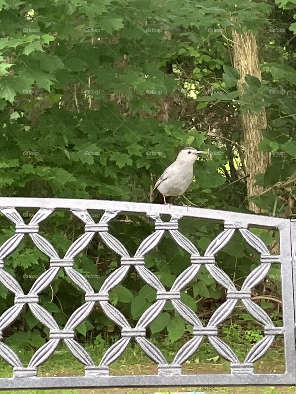 A lovely Grey cat bird visits 