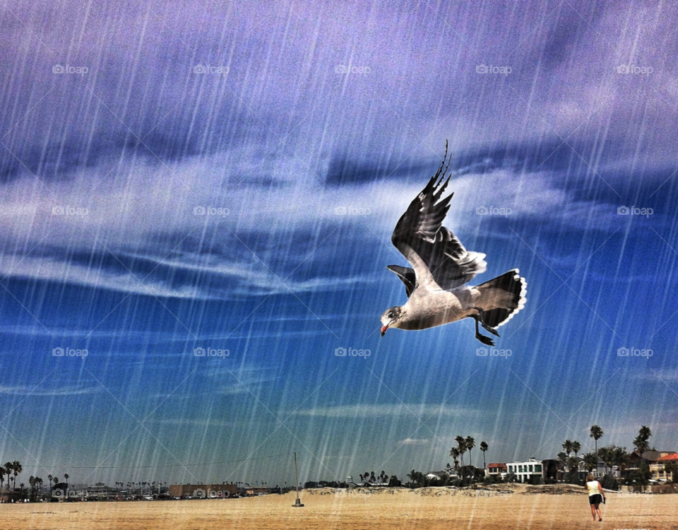 bird free beach sky by analia