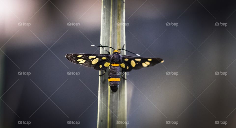Butterfly on a Leaf 