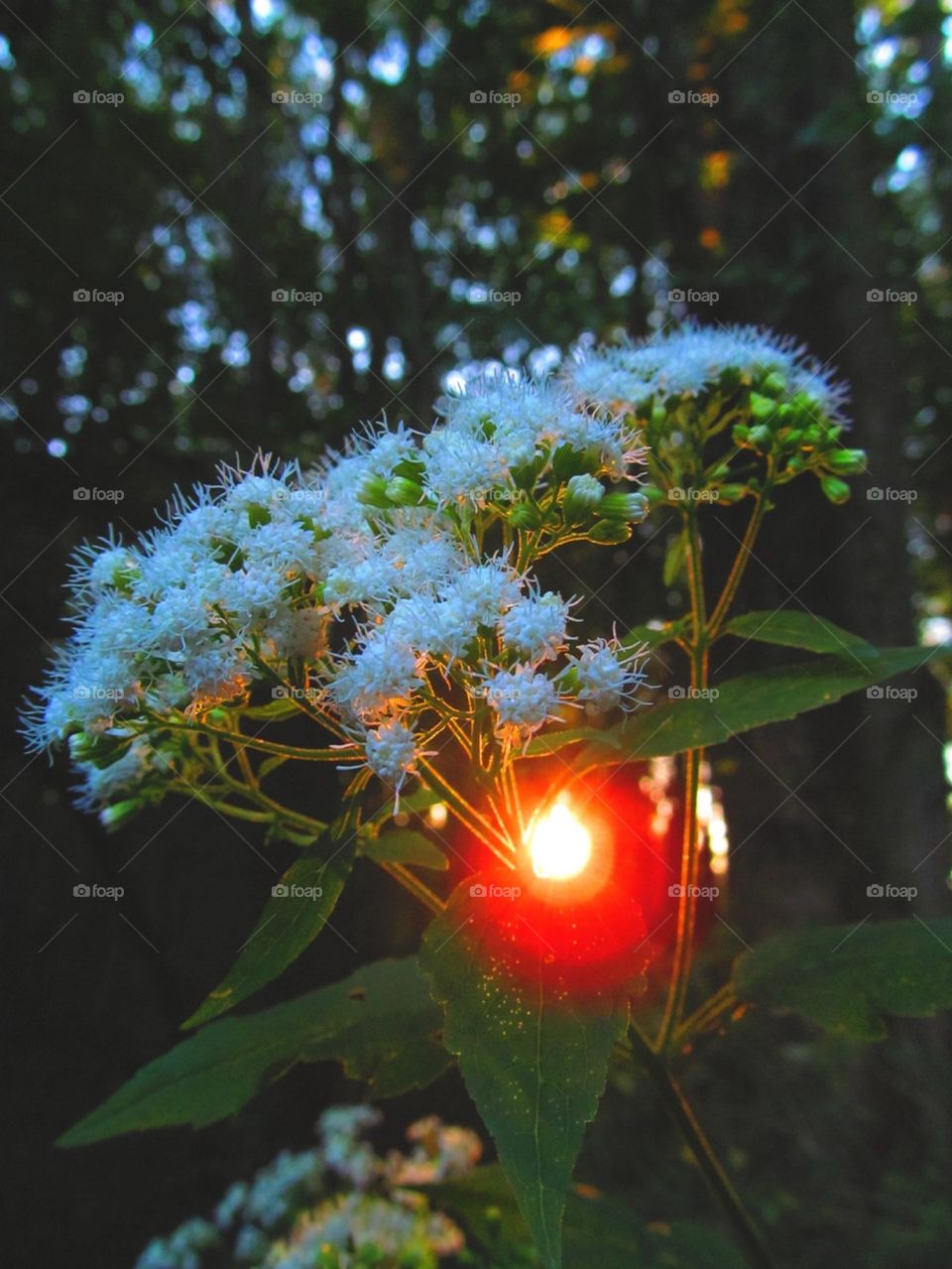 Late season white flowers in macro with sunset in recess