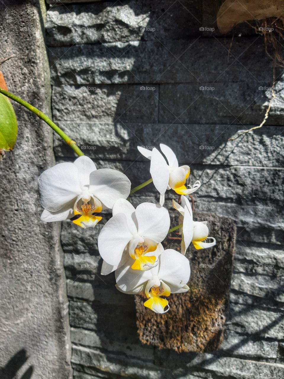 These are the white orchids photo that was taken in a sunny day. These flowers is more expensive that any other orchids due to their color.