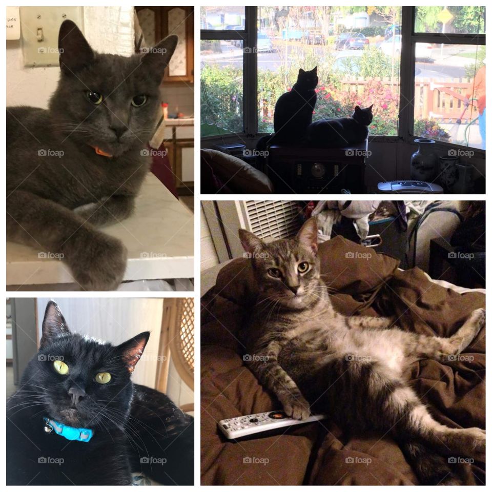 My friend's sister's cat does not want to let go of the remote.  (bottom right)
My friend's cats (top left, bottom, left and upper right).