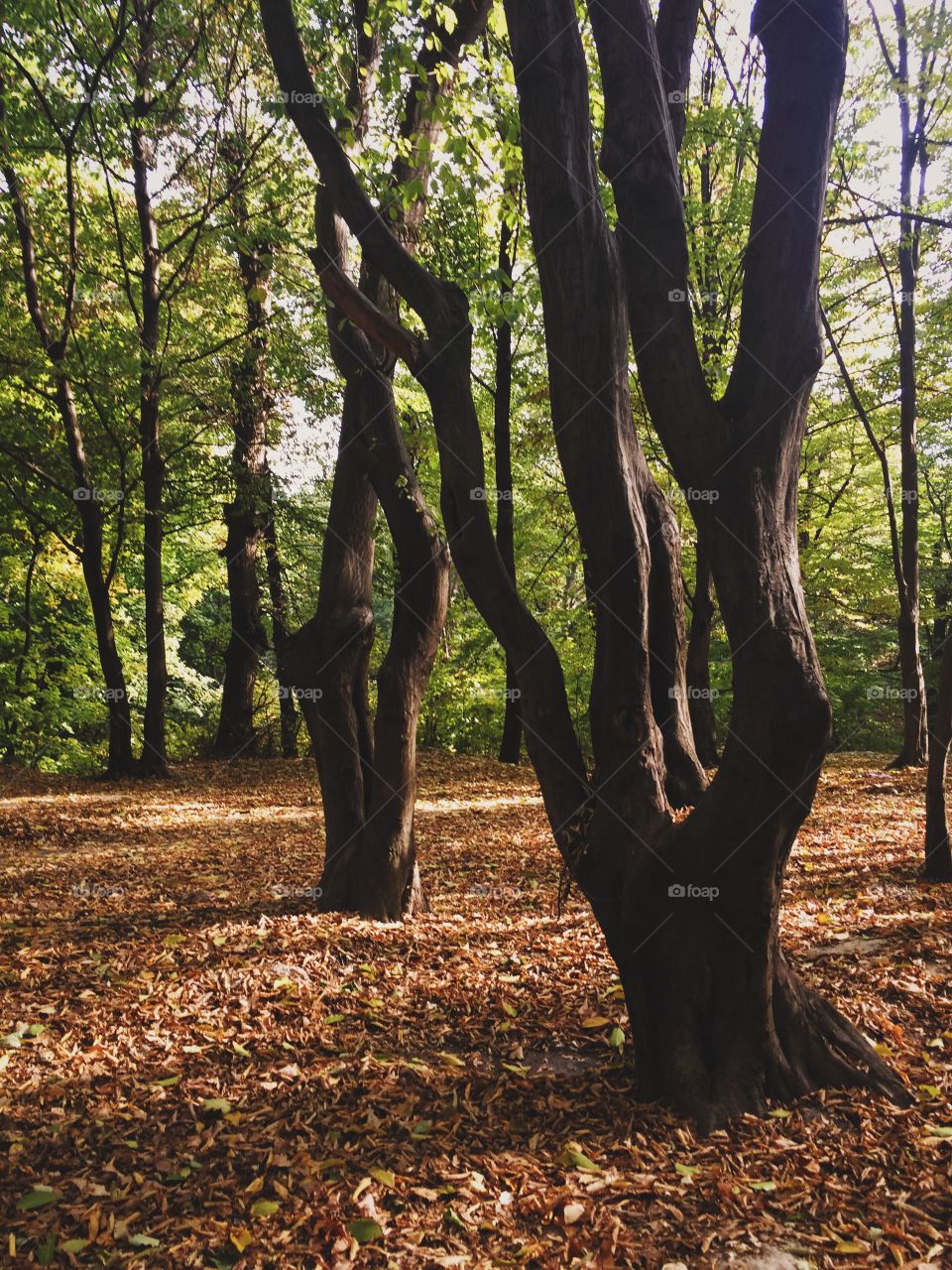 View of trees in forest