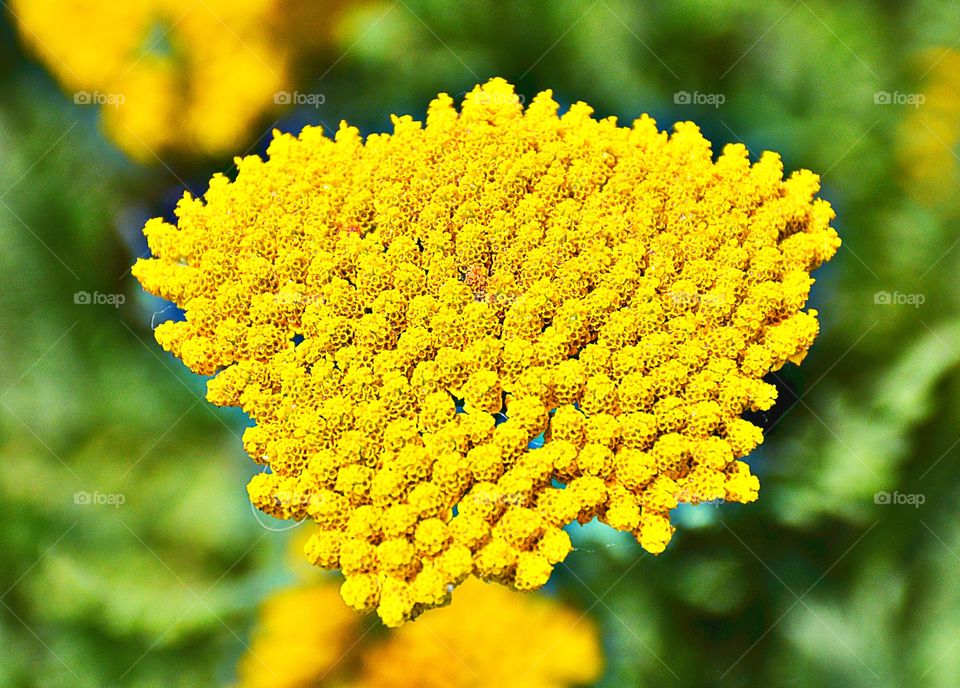 Close-up of yellow flower