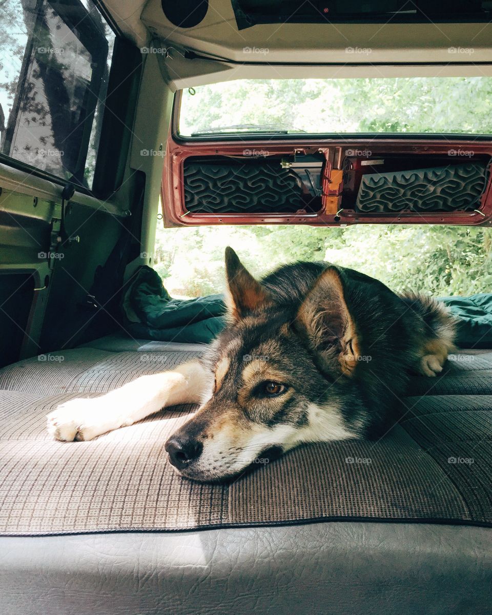 Mammal, Dog, Canine, Pet, Portrait