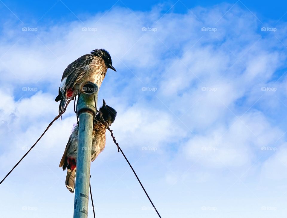 Bird Photography - red vented bulbul