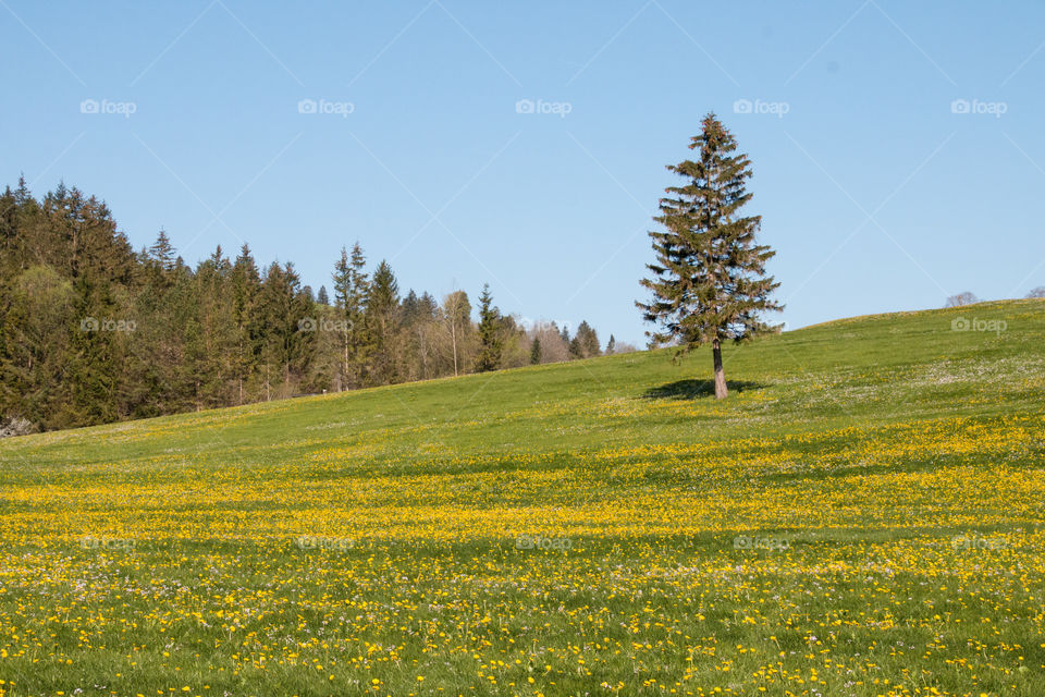 Scenic view of nature