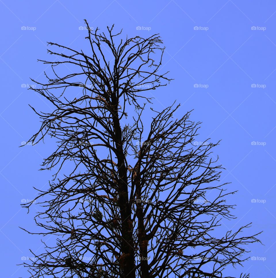 Tree without leaf