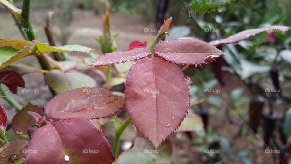 Tree leaves _This is brownish red coloured leaves having spiny edges.These are rose flowering plants succulent new leaves leaves.