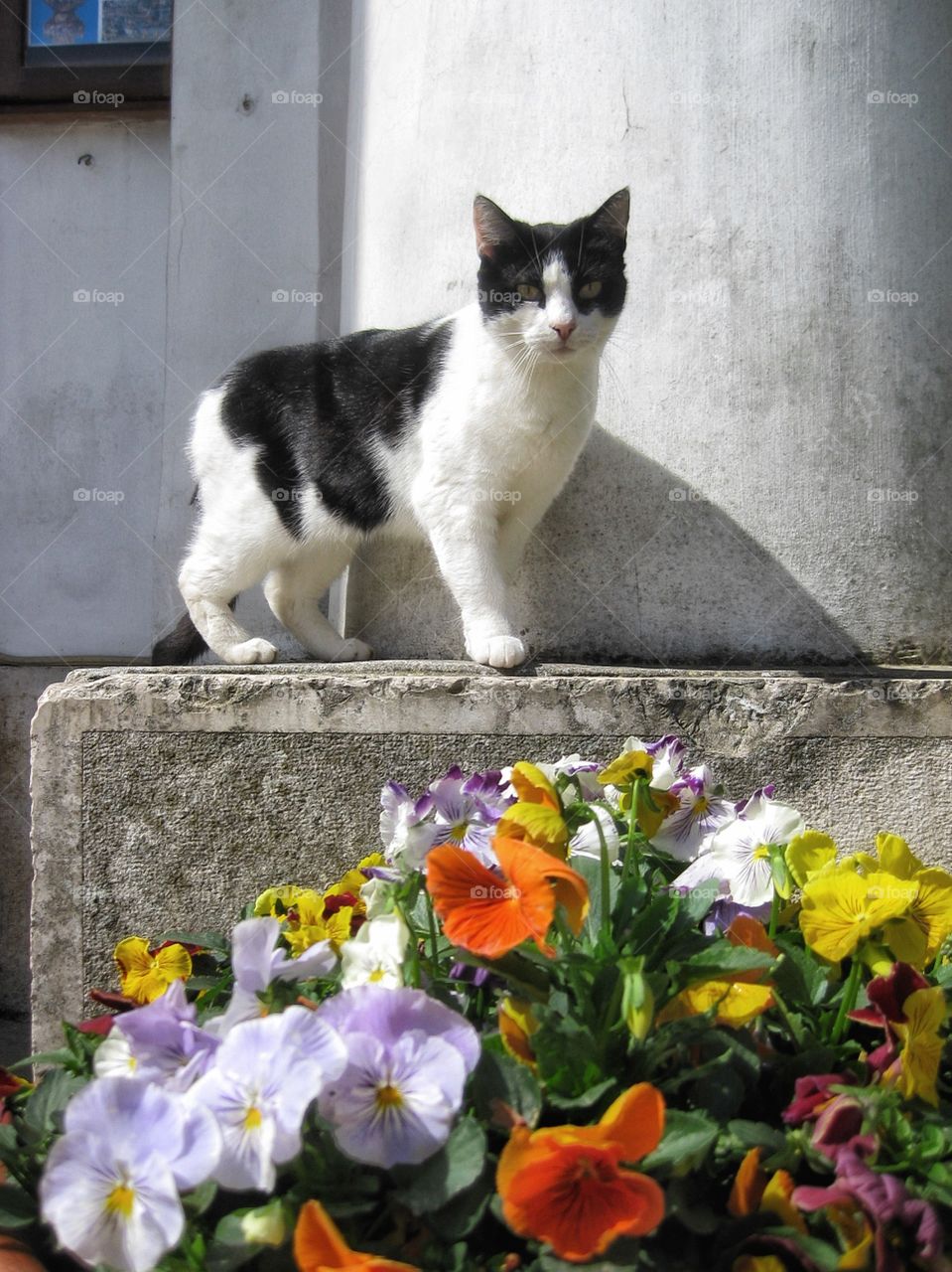 Italian cat Capri