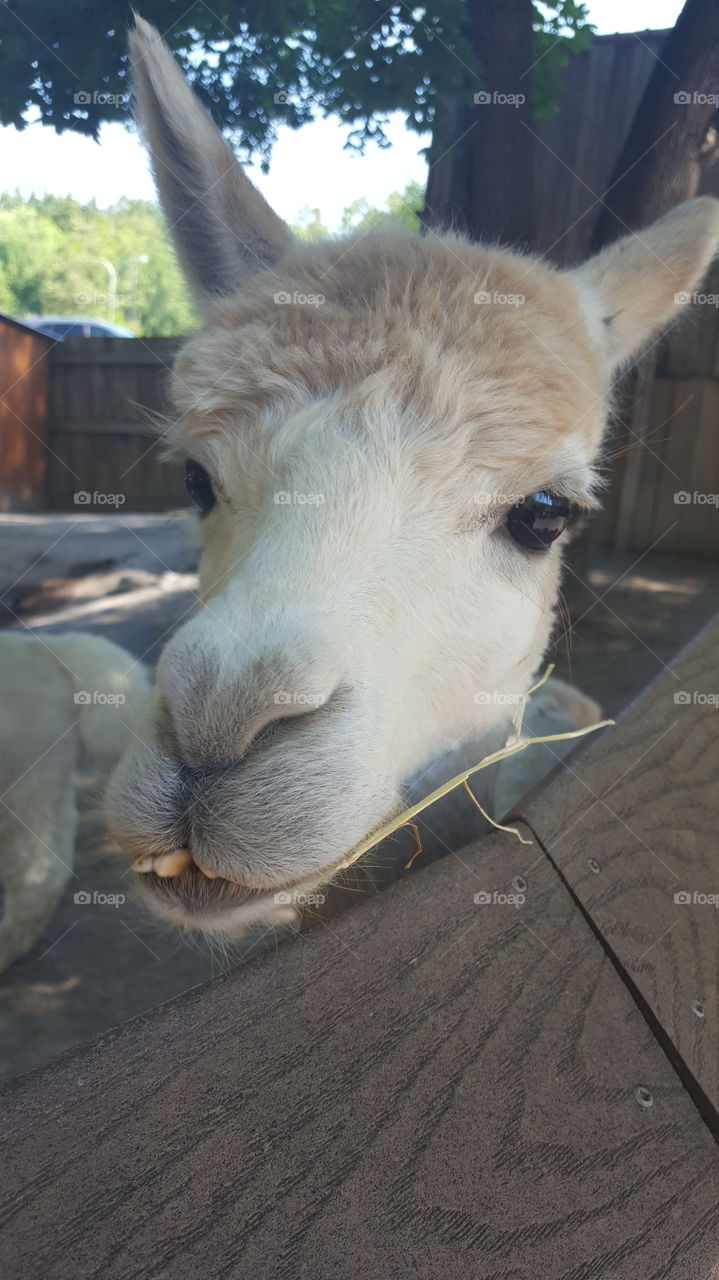 alpaca