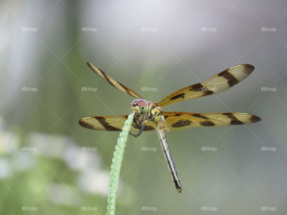 Halloween Pennant dragonfly