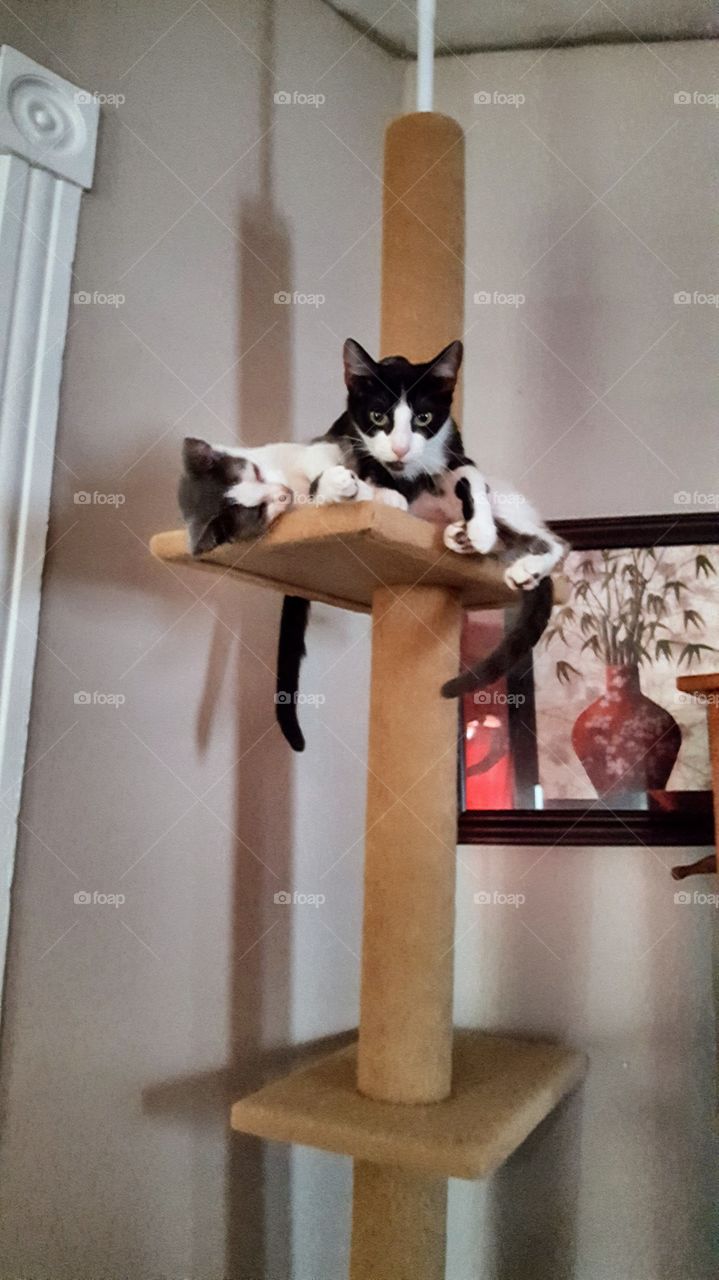 sharing the cat tower