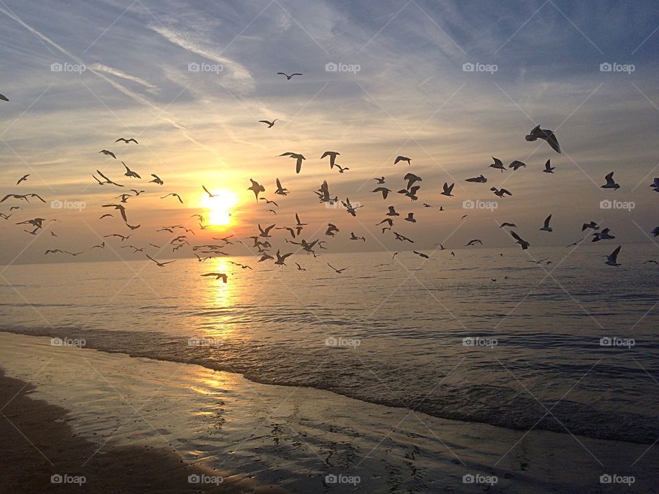 Sunset at the sea with hundreds of seagulls flying up. 