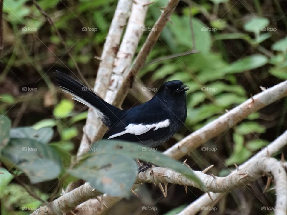 A magpie chirping on a branch