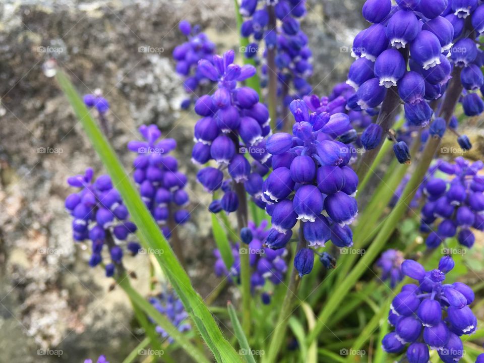 Purple flowers blooming