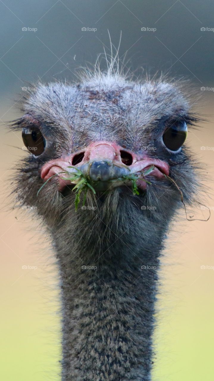 ostrich close up 