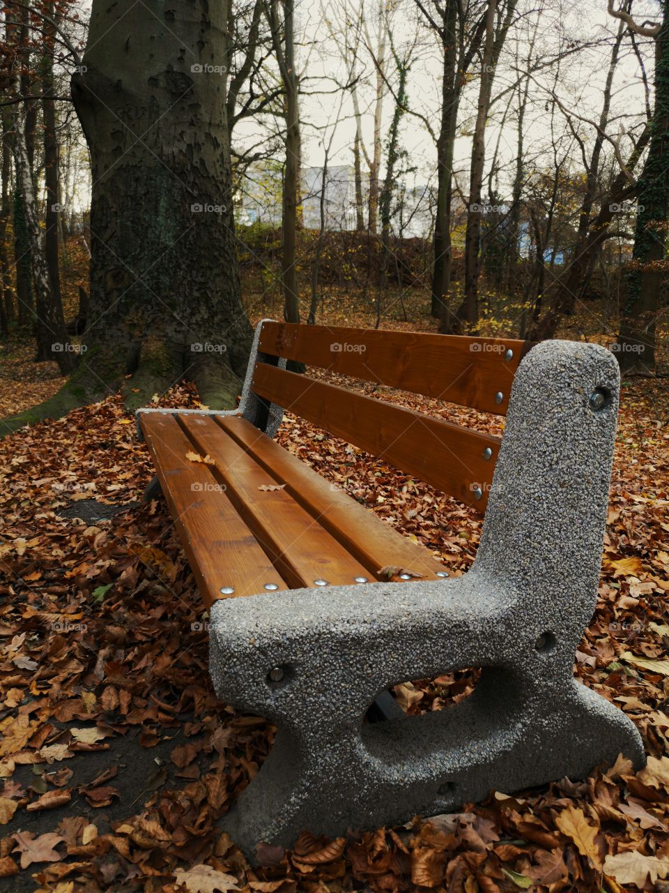 Autumn Park bench