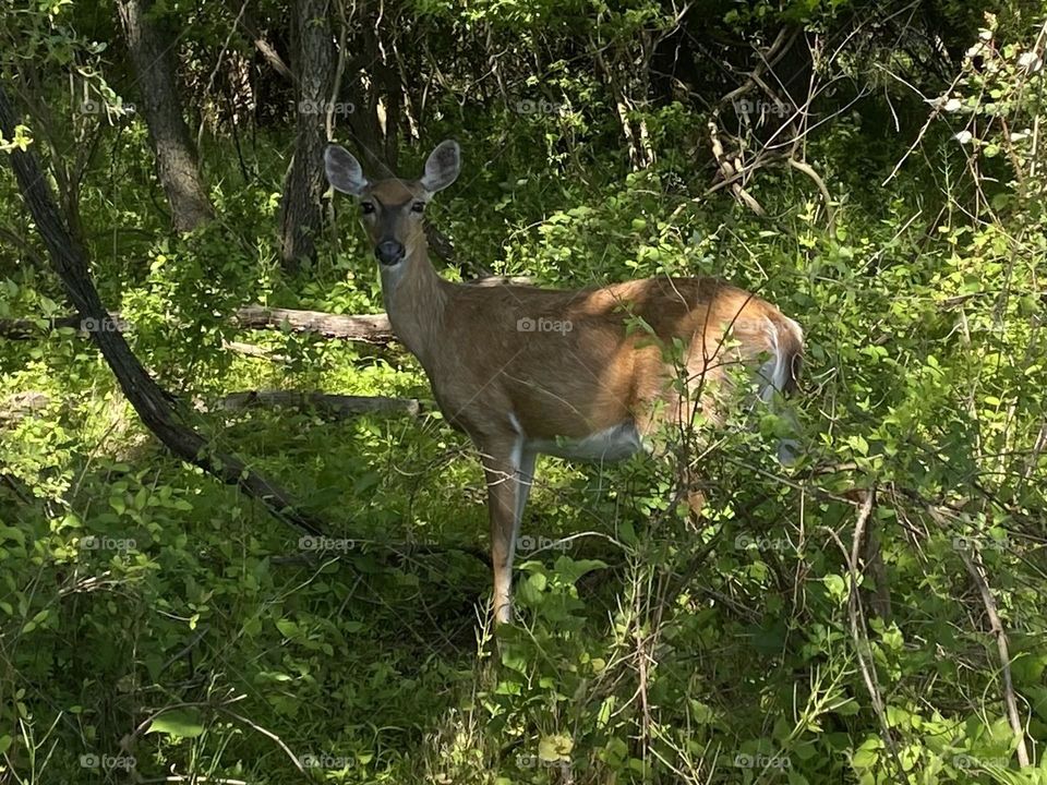 Deer in the forest 
