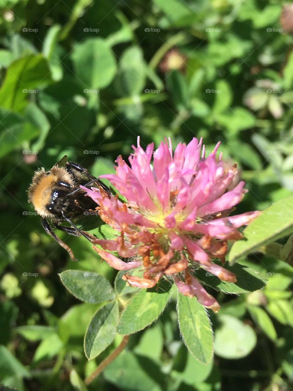 Close up of a bee pollenating a clover  