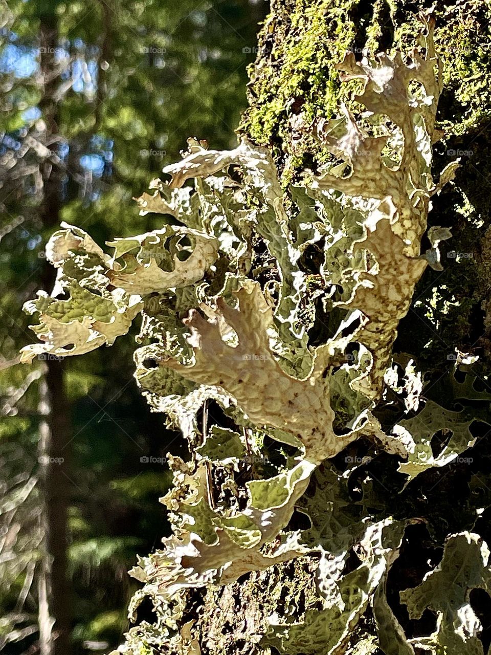 A patch of lichen hangs off an old tree in a timber forest.