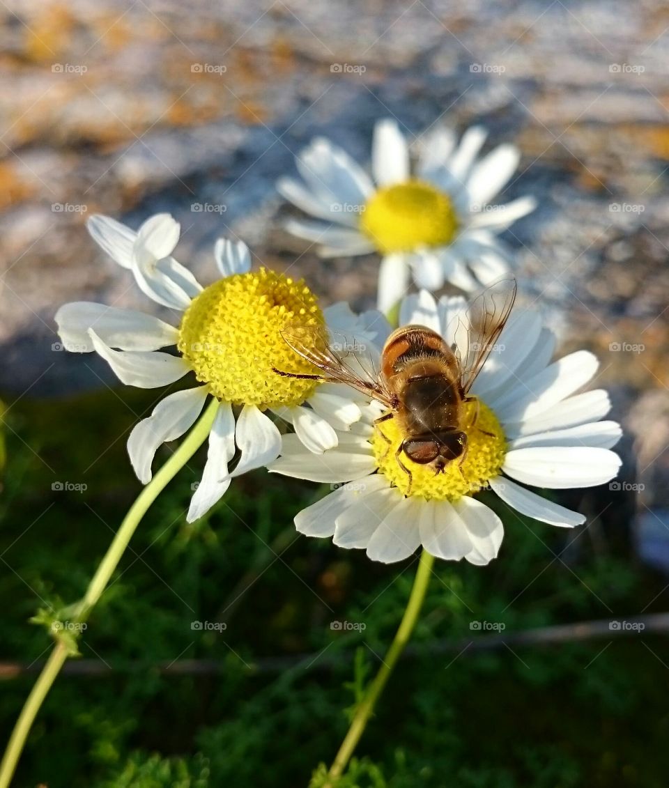 Bee on a daisy 