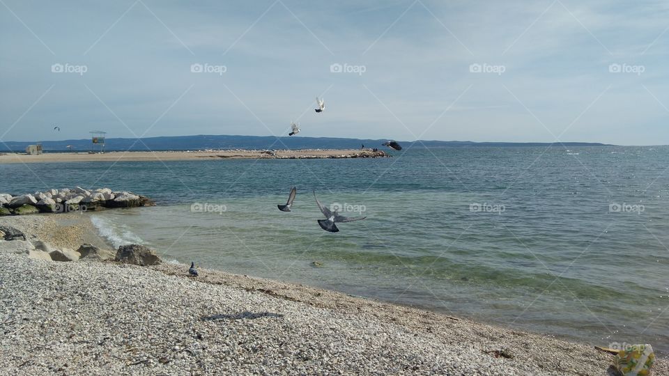 The Pidgeons on the Beach