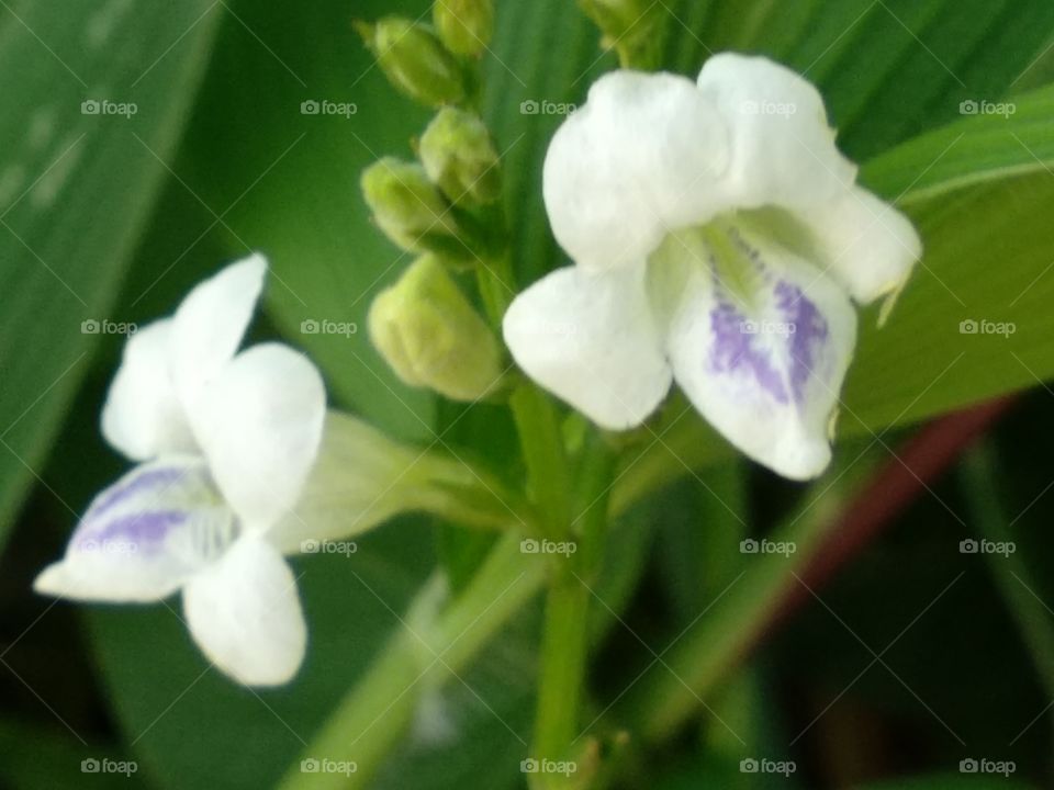 Twin Cute Flowers