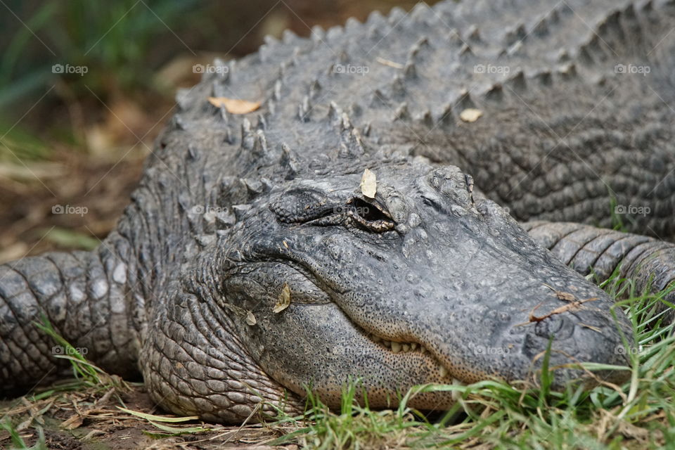 American alligator 