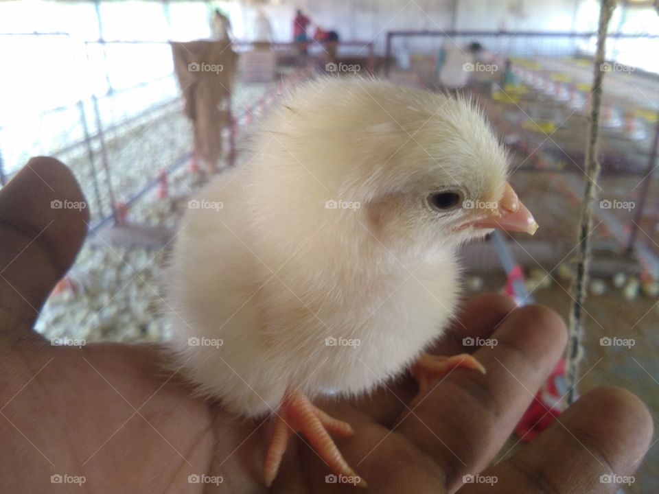 commercial layer Chicks