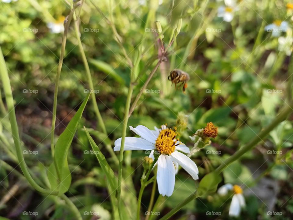 Spanish Needles and Bees