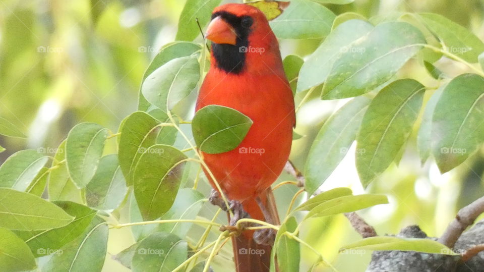cardinal