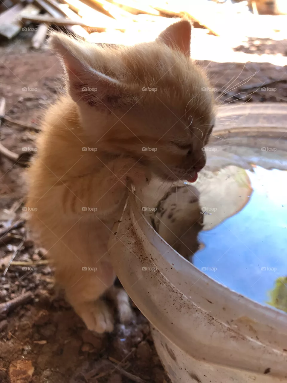 Cat