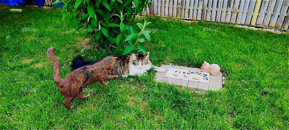 This is “Linda”, the cat visits the grave of “Fido”, the tomcat  in a beautiful garden in rural „Lower Bavaria“, Germany. He passed away two years ago at the age of fifteen. 2024. Hypnotic Productions