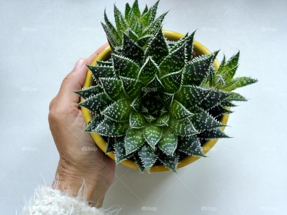 house plant in pot and female hand