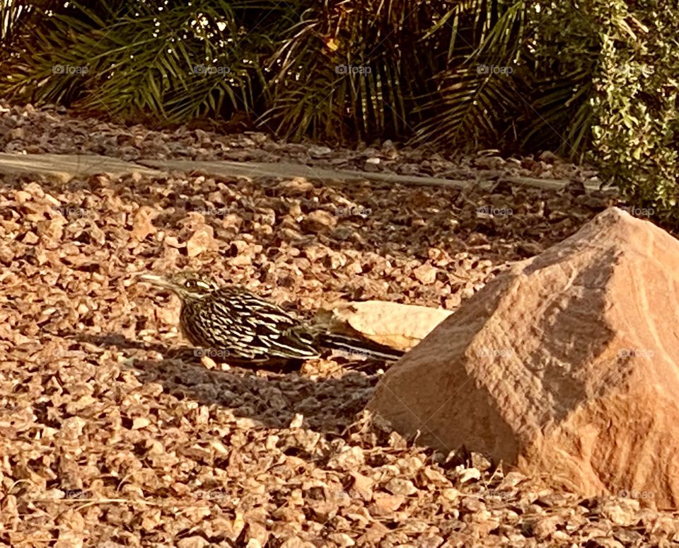 Roadrunner 