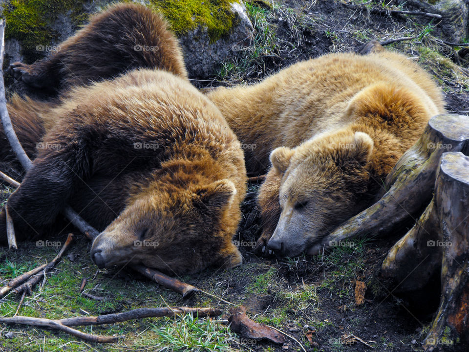 cuddling bear cubs dreaming big