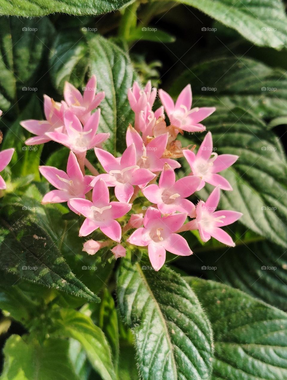 pink flower seasonal fresh shurb small size looks very beautiful generally found everywhere