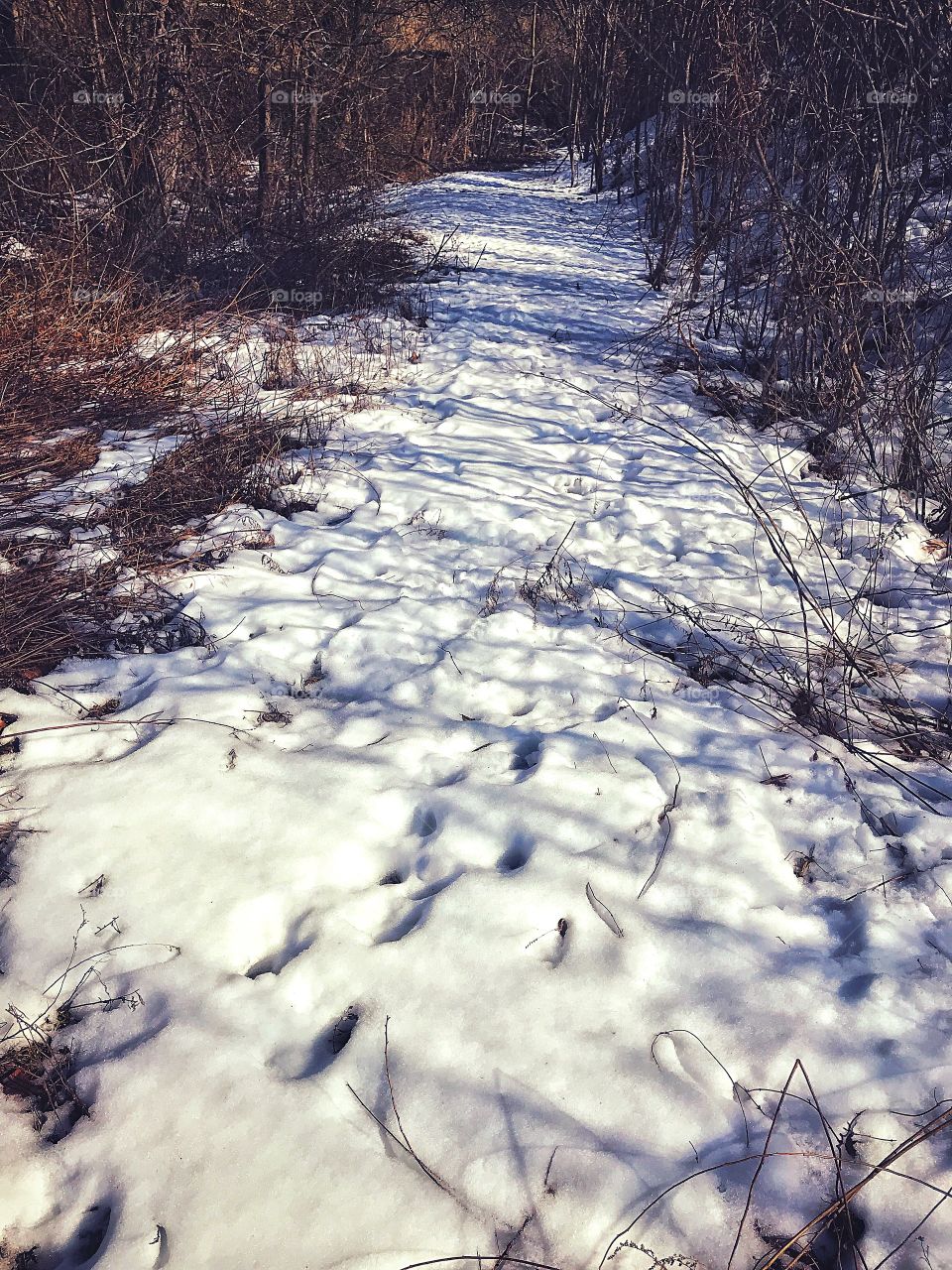 Deer tracks in the snow...