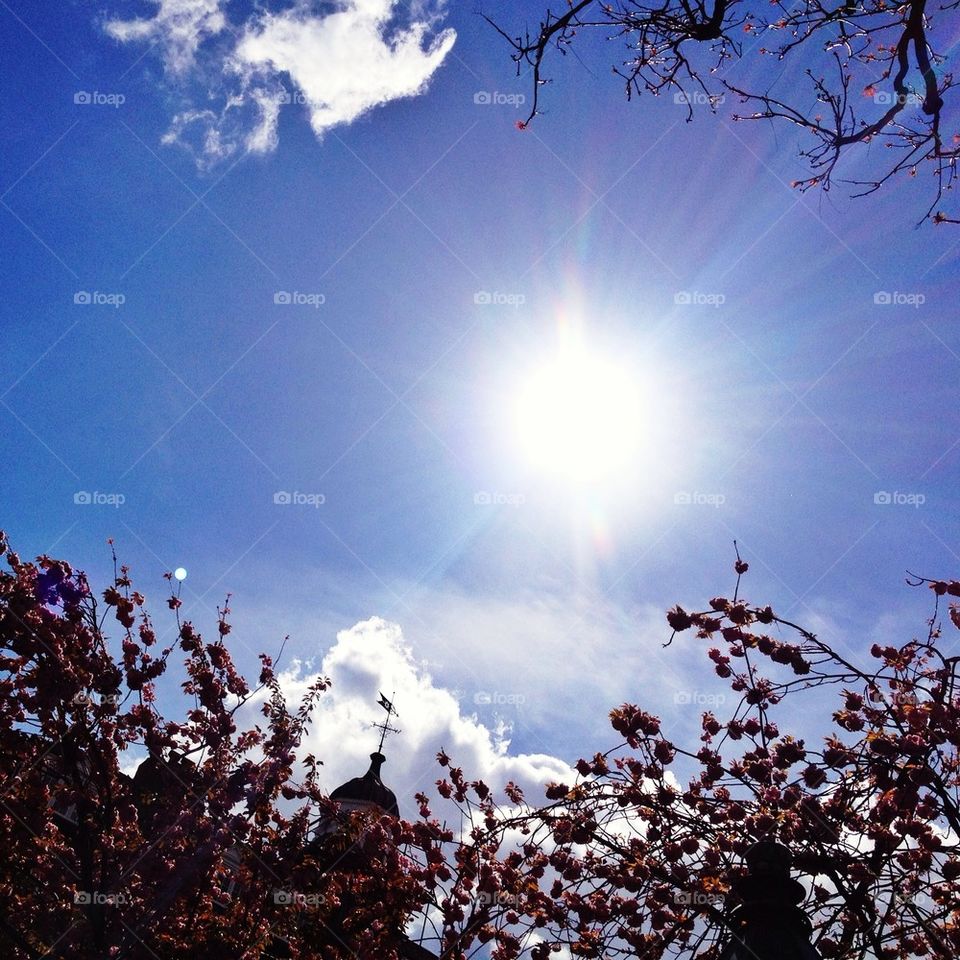 landscape sky blue tree by numptyboy