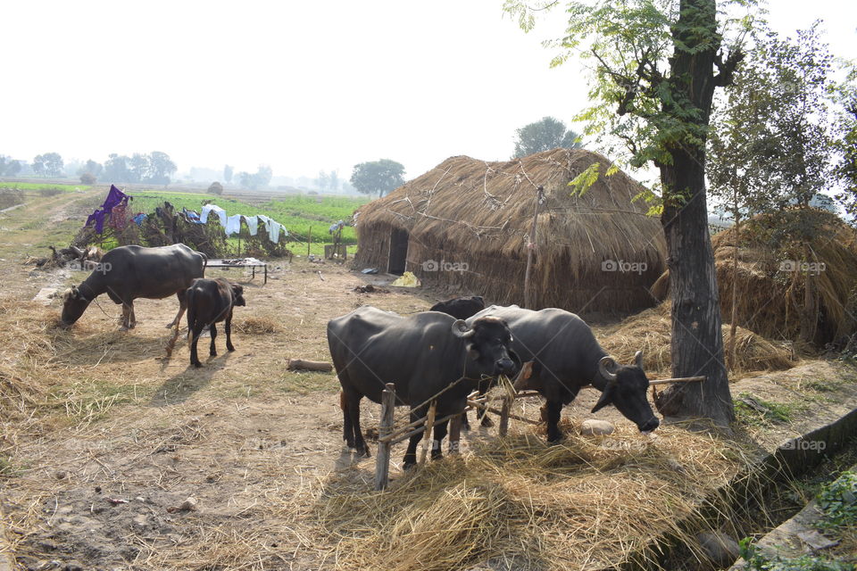 village hut, indian life